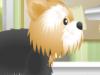 Pet Grooming Shop